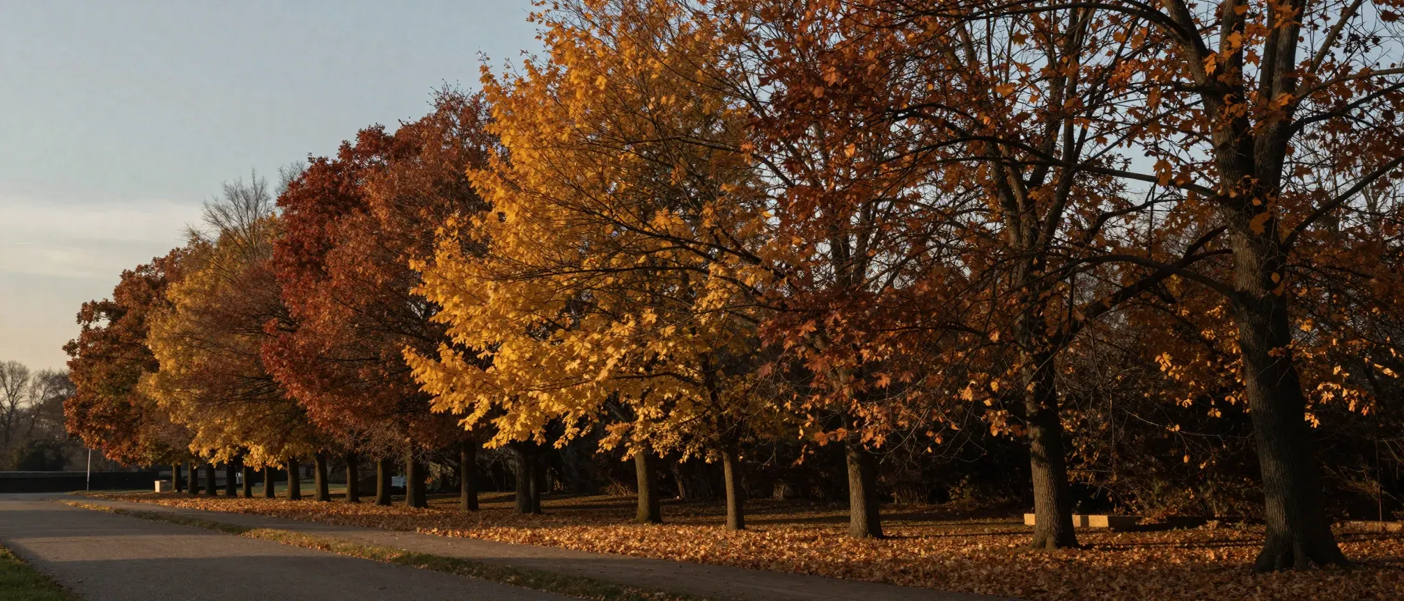 A row of autumn trees turning gold along a quiet path